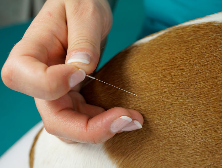 Acupuncture for Pets in Brecksville
