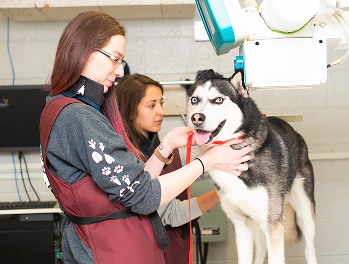 Pet Radiology